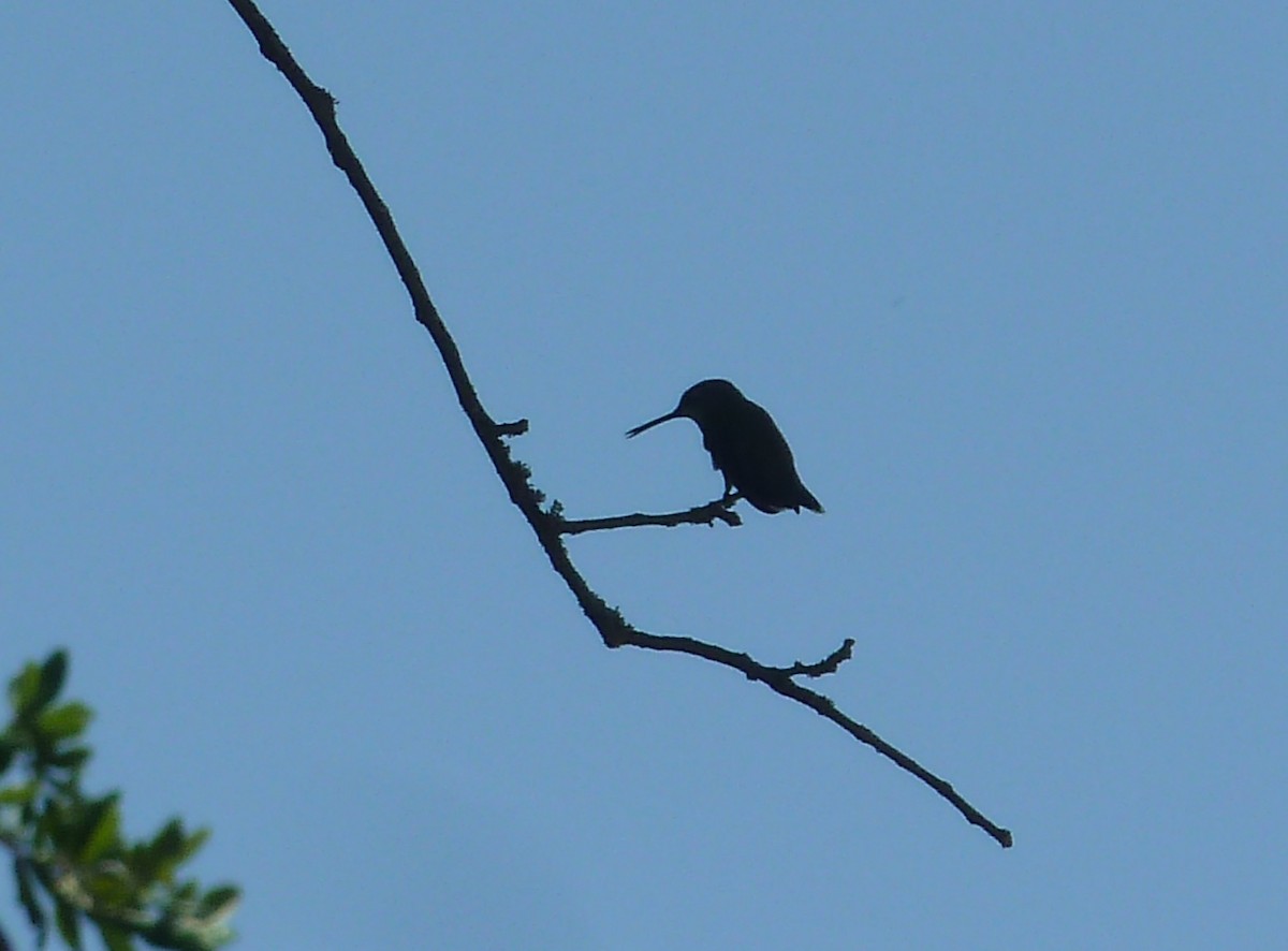 kalypta černobradá - ML638776391