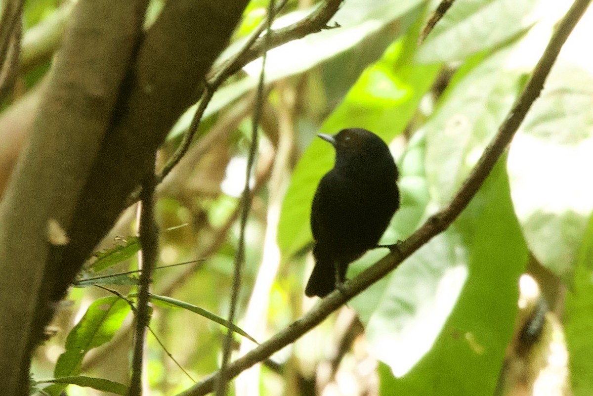 Amazonian Black-Tyrant - ML638776401