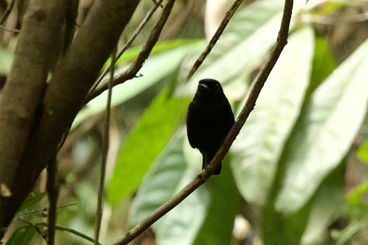 Amazonian Black-Tyrant - ML638776402