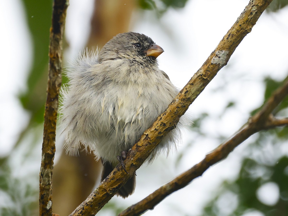 Medium Tree-Finch - ML638776406