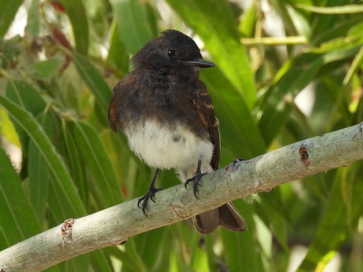 Black Phoebe - ML638776409