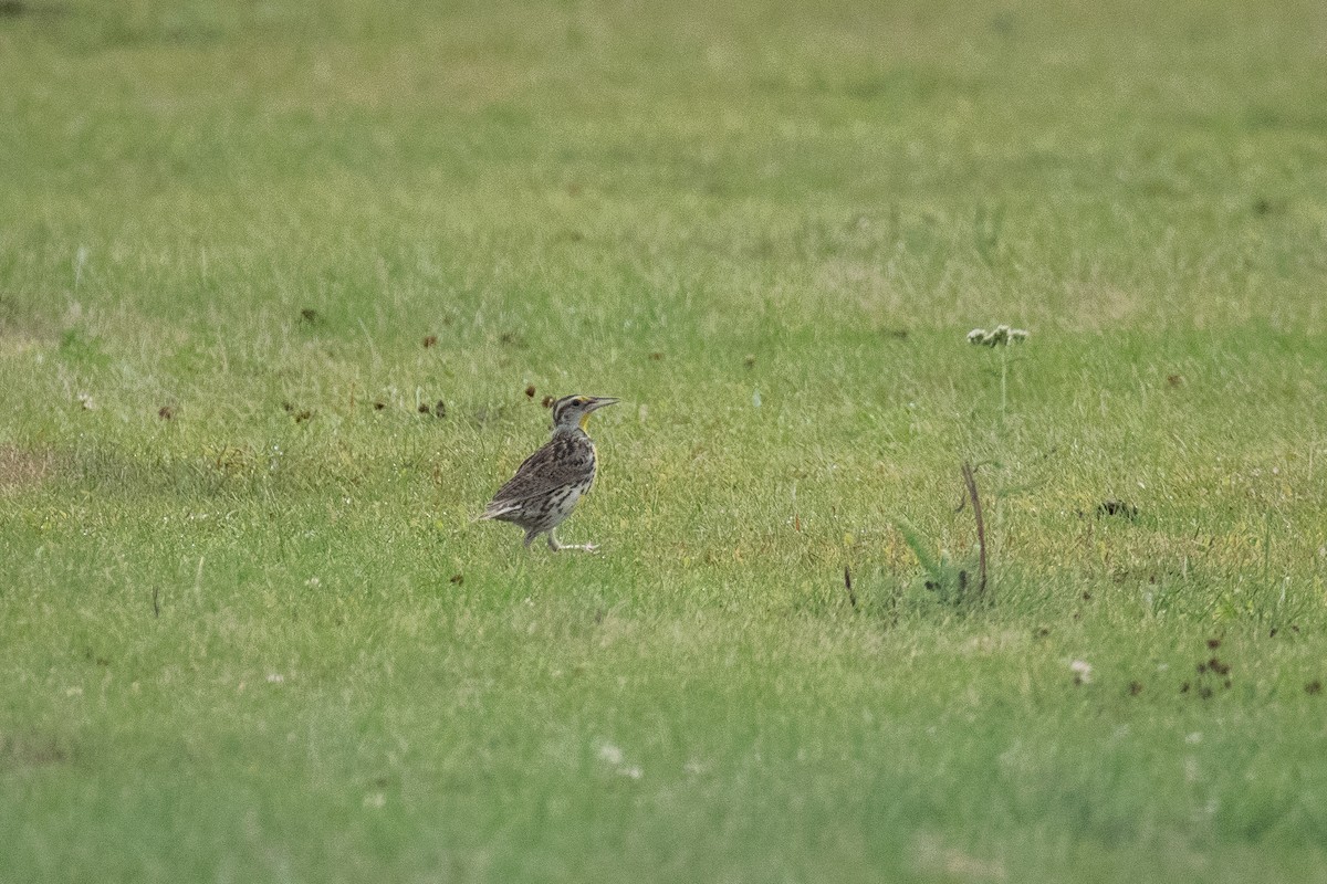 Western Meadowlark - ML638776417