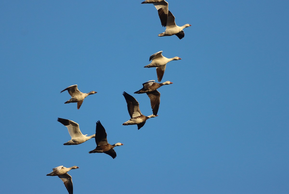 Цасны галуу - ML638776425