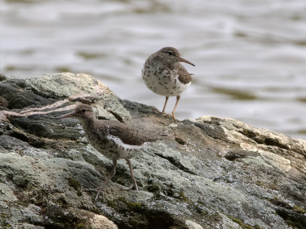 Spotted Sandpiper - ML638776436