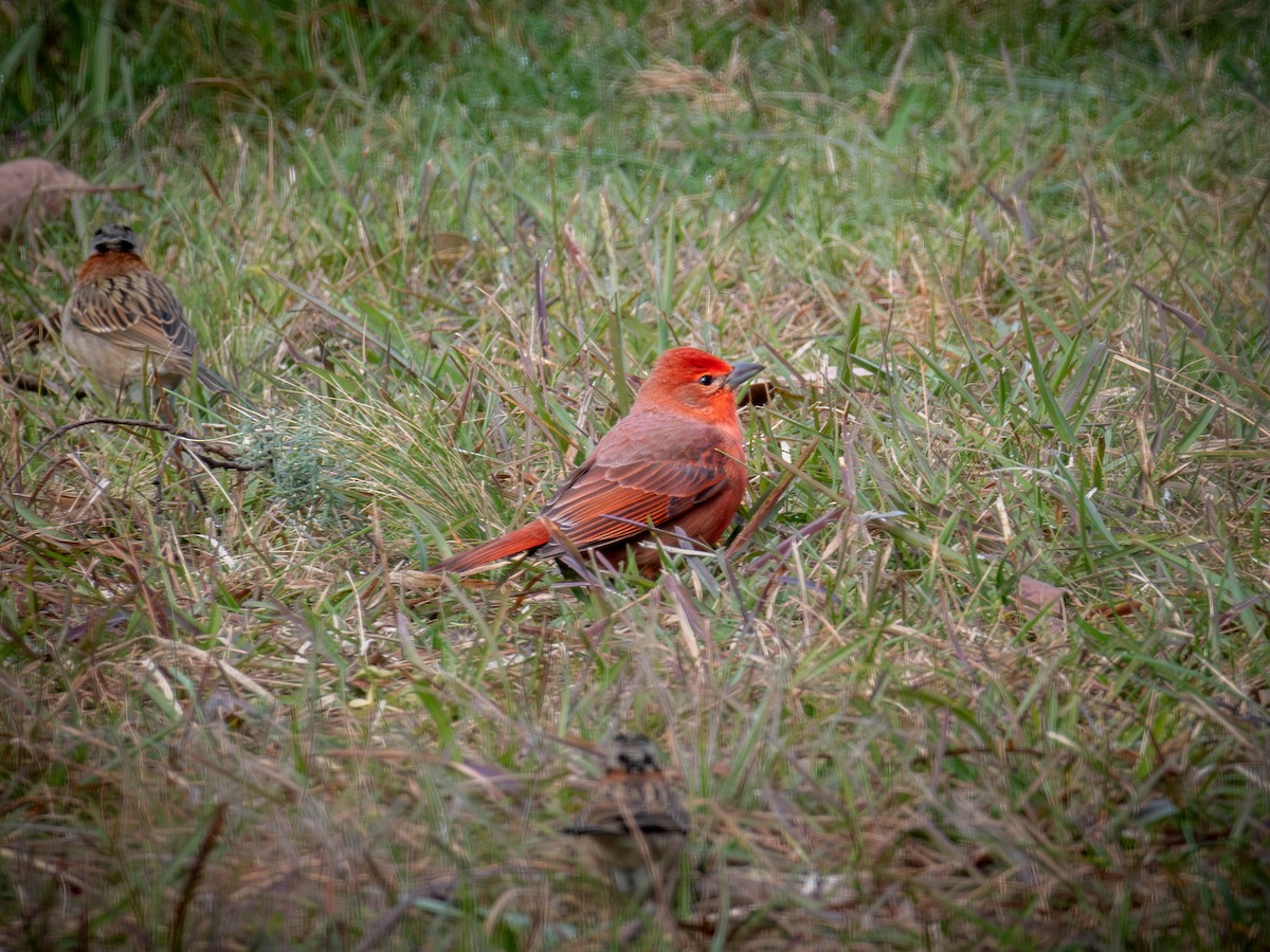 Hepatic Tanager - ML638776441