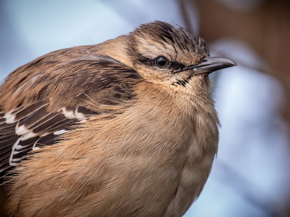 Chalk-browed Mockingbird - ML638776446