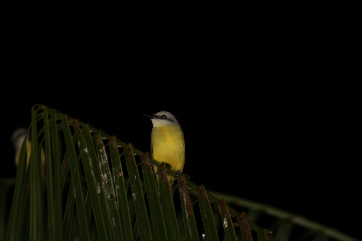 White-throated Kingbird - ML638776485