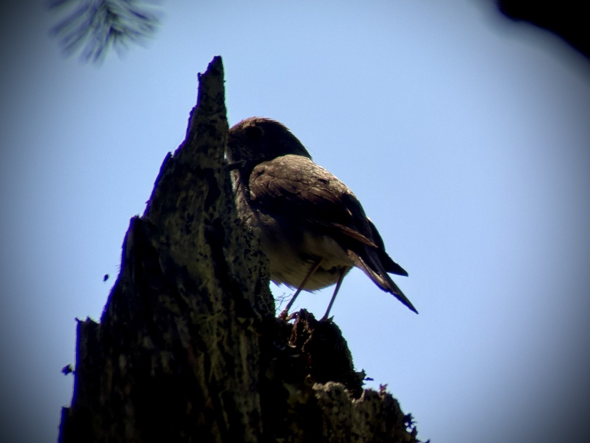 Hermit Thrush - ML638776496