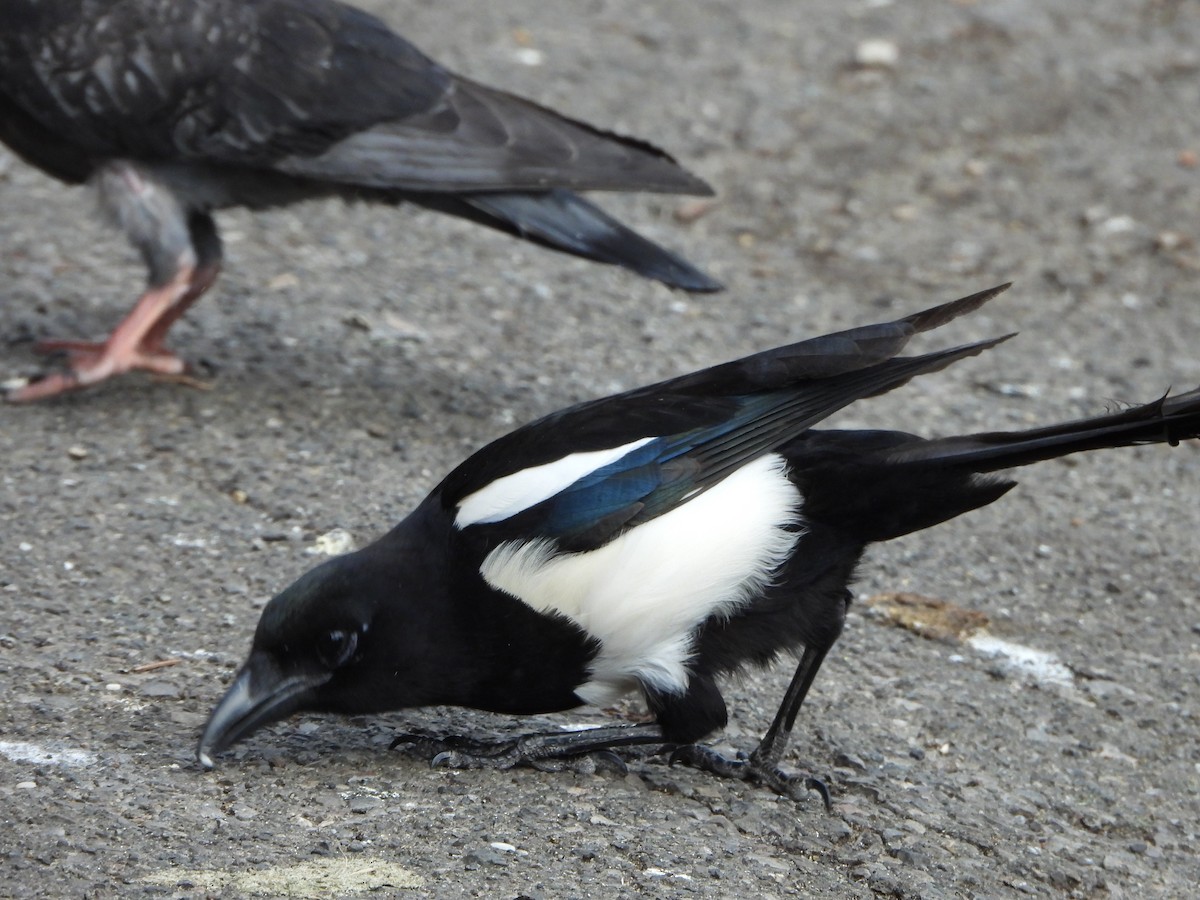 Eurasian Magpie - ML638776498