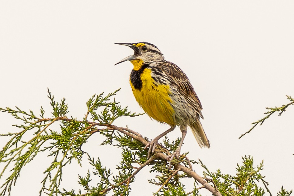 Eastern Meadowlark - ML638776505