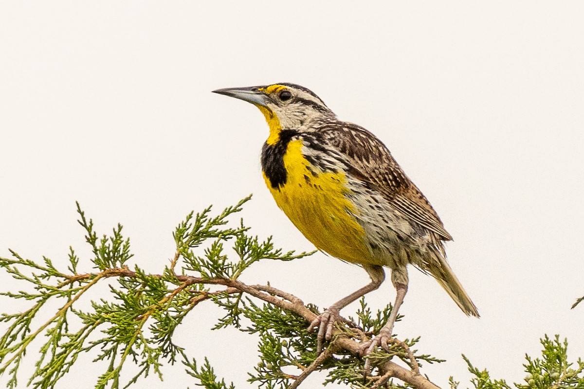 Eastern Meadowlark - ML638776506