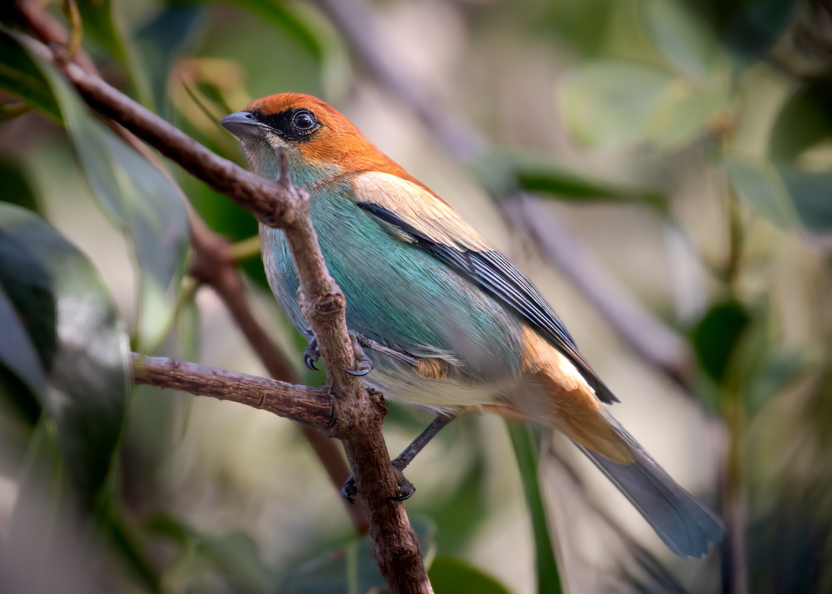 Chestnut-backed Tanager - ML638776531