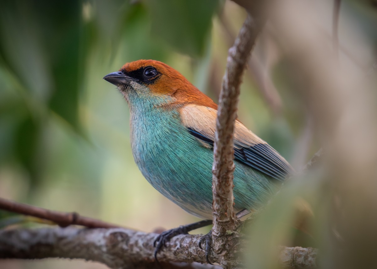 Chestnut-backed Tanager - ML638776532