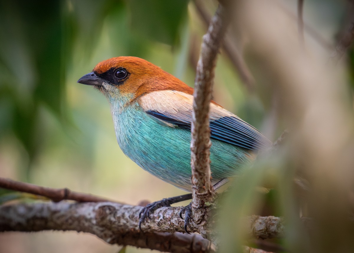 Chestnut-backed Tanager - ML638776533