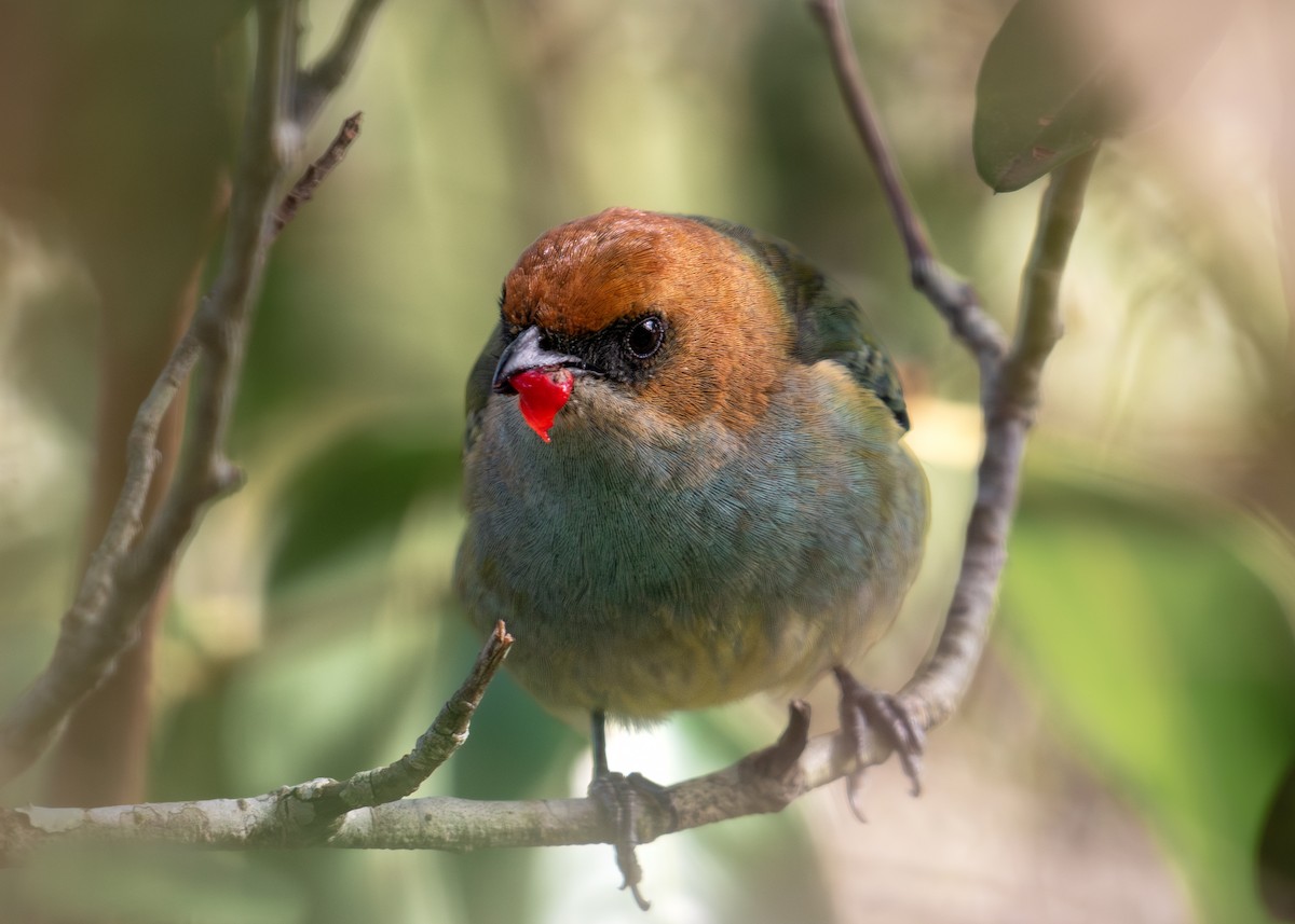 Chestnut-backed Tanager - ML638776543