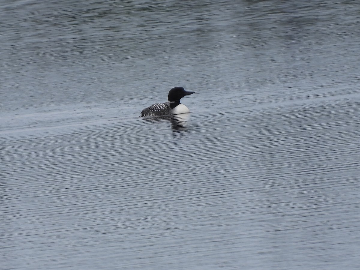 Common Loon - ML638776556
