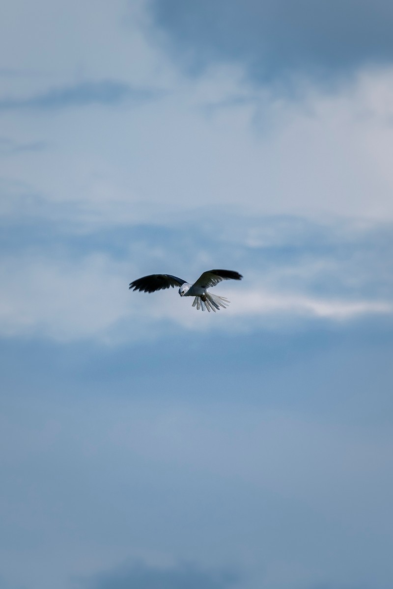 White-tailed Kite - ML638776571