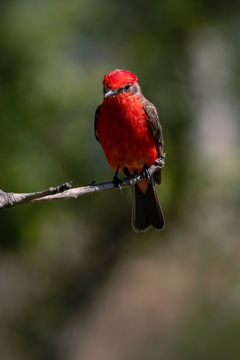 Vermilion Flycatcher - ML638776585