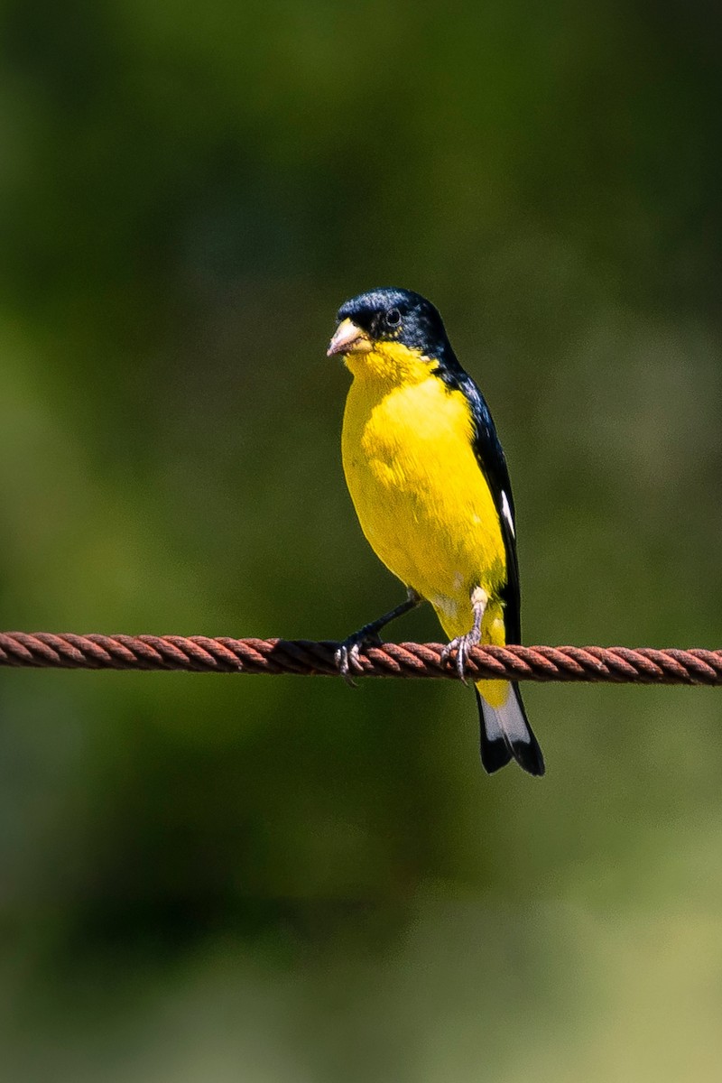 Lesser Goldfinch - ML638776588