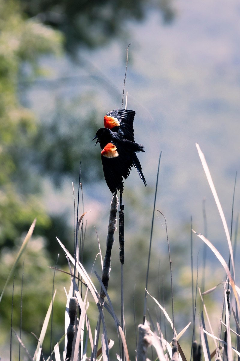 Red-winged Blackbird - ML638776589