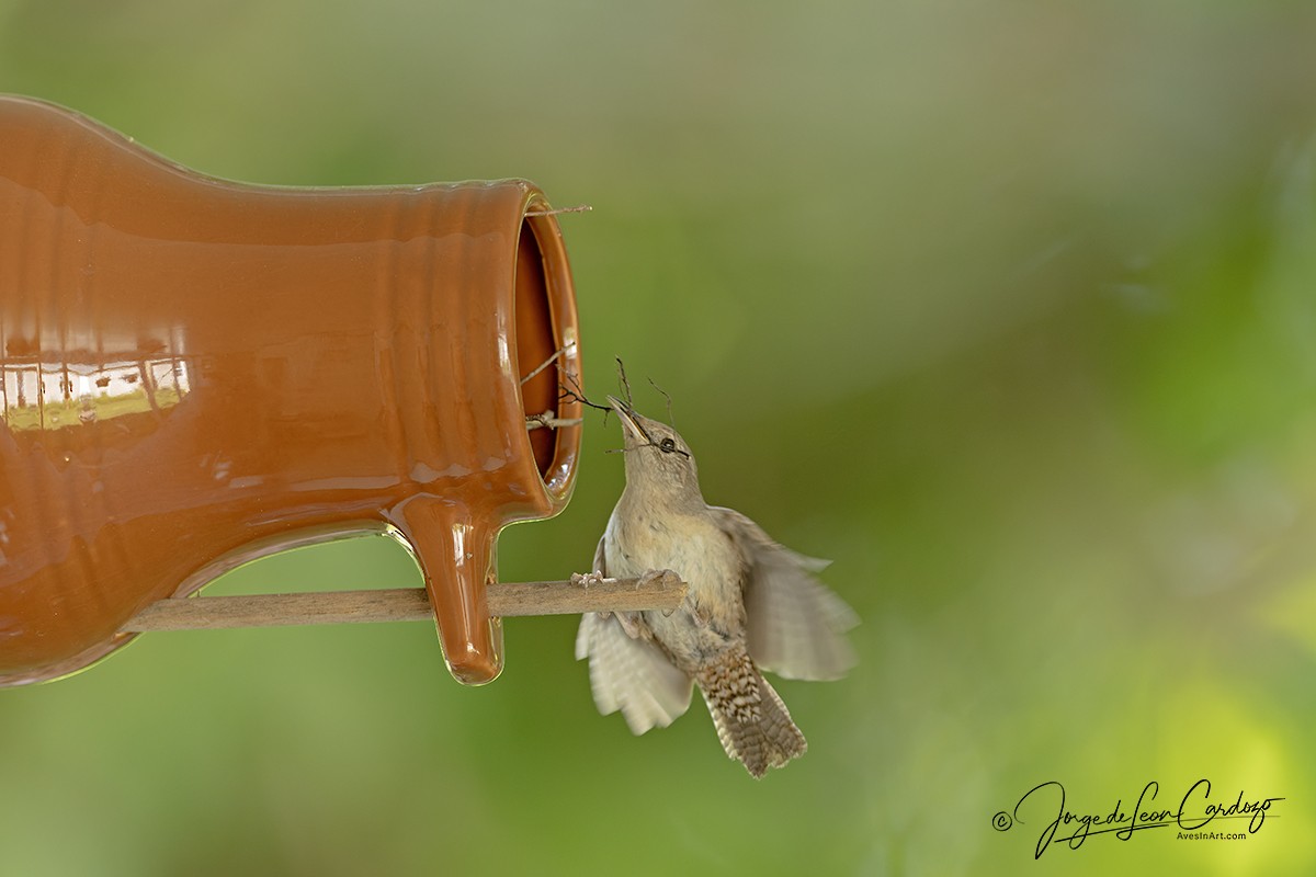 Northern House Wren - ML638776592