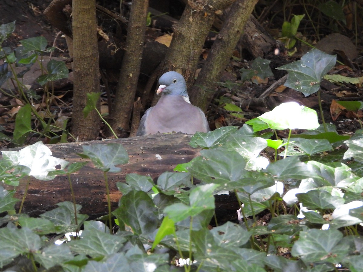 Common Wood-Pigeon - ML638776596