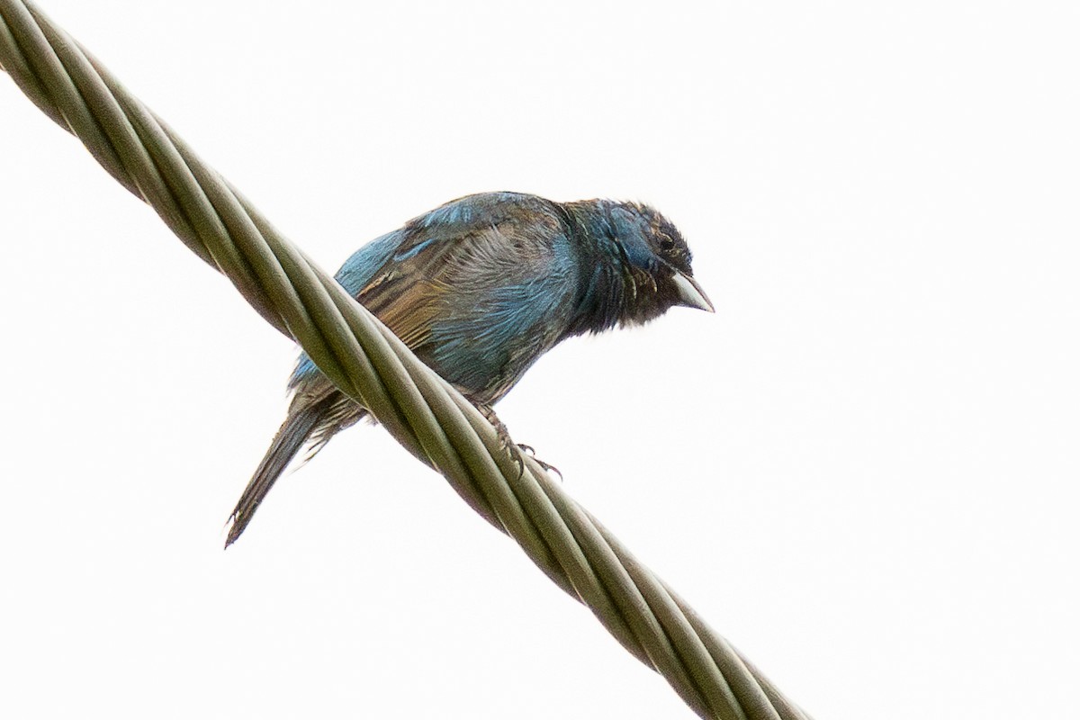 Indigo Bunting - ML638776600