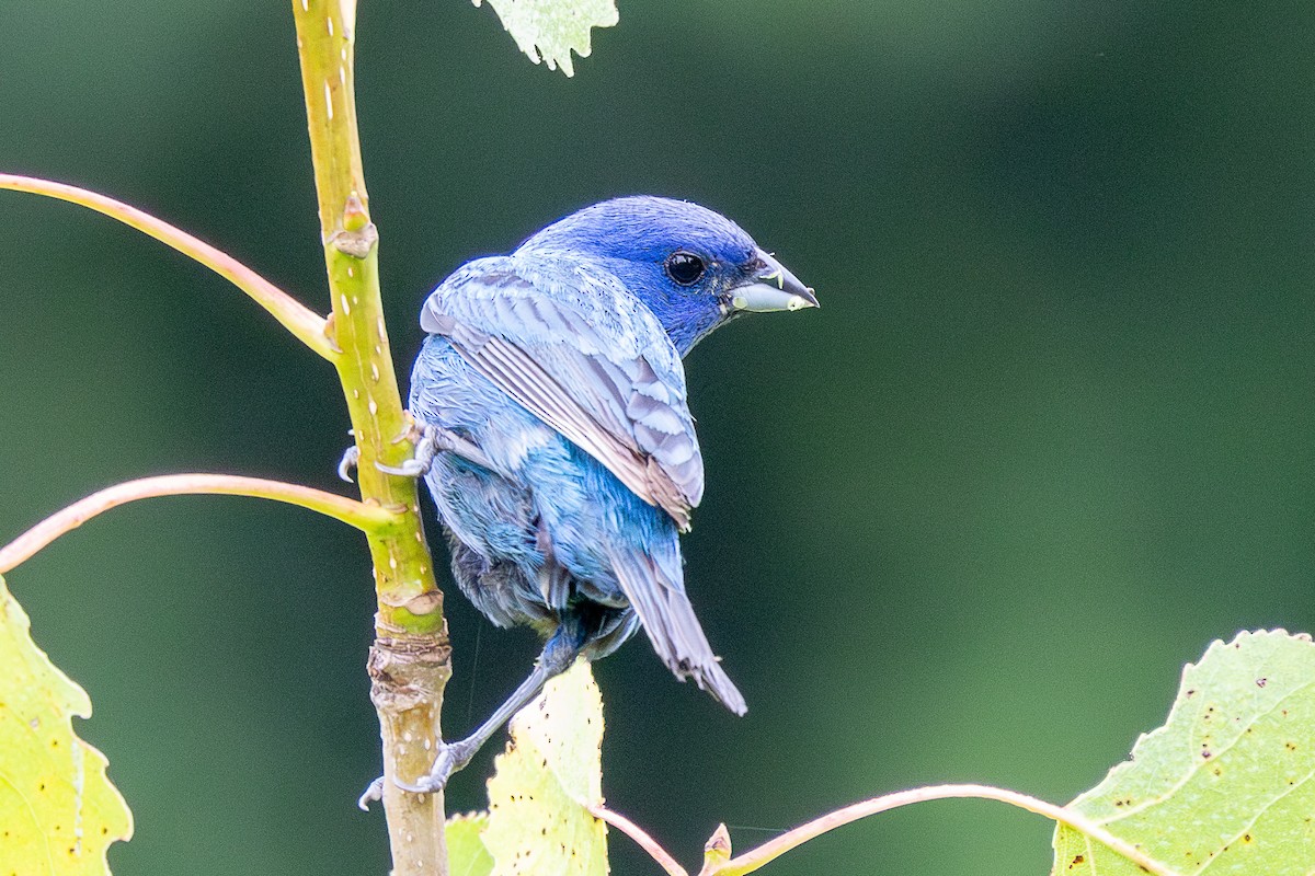Indigo Bunting - ML638776602