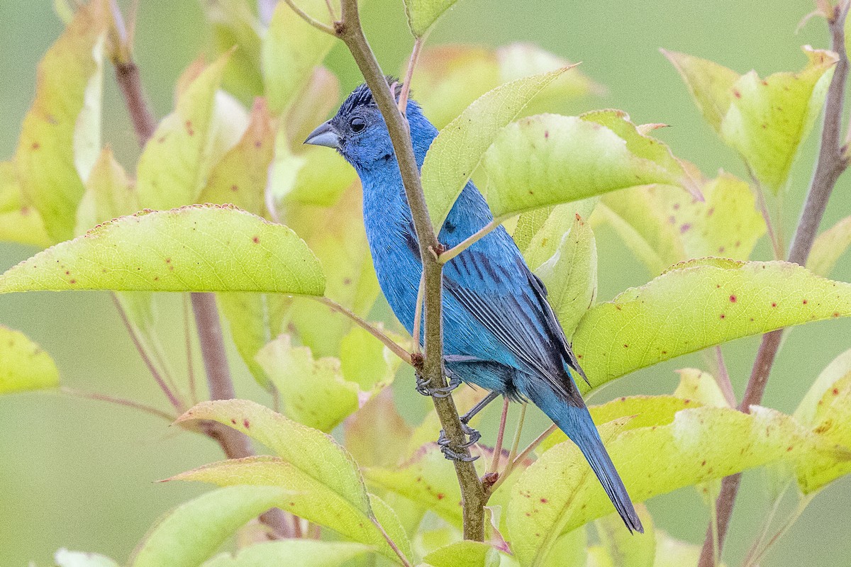 Indigo Bunting - ML638776604