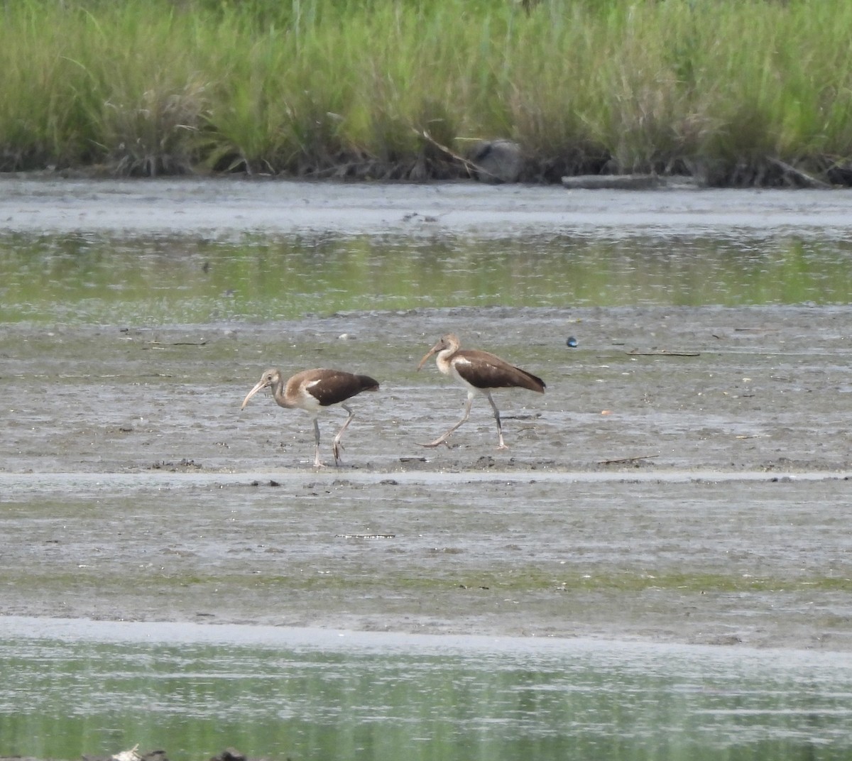 Ibis zuria - ML638776625