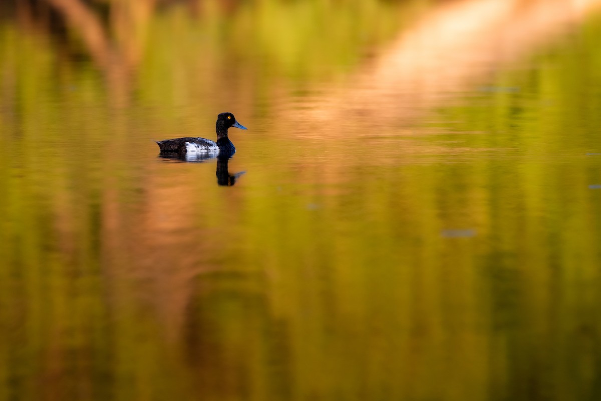 Lesser Scaup - ML638776626