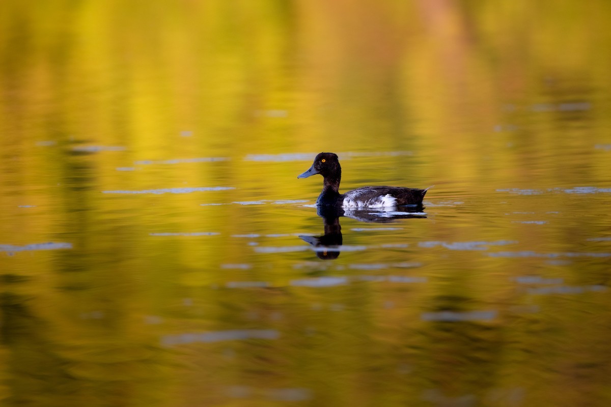 Lesser Scaup - ML638776627