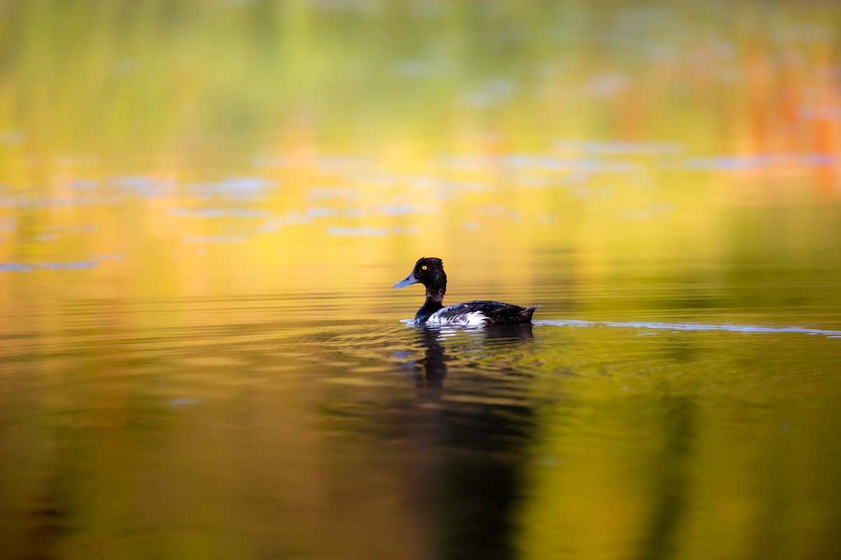 Lesser Scaup - ML638776628