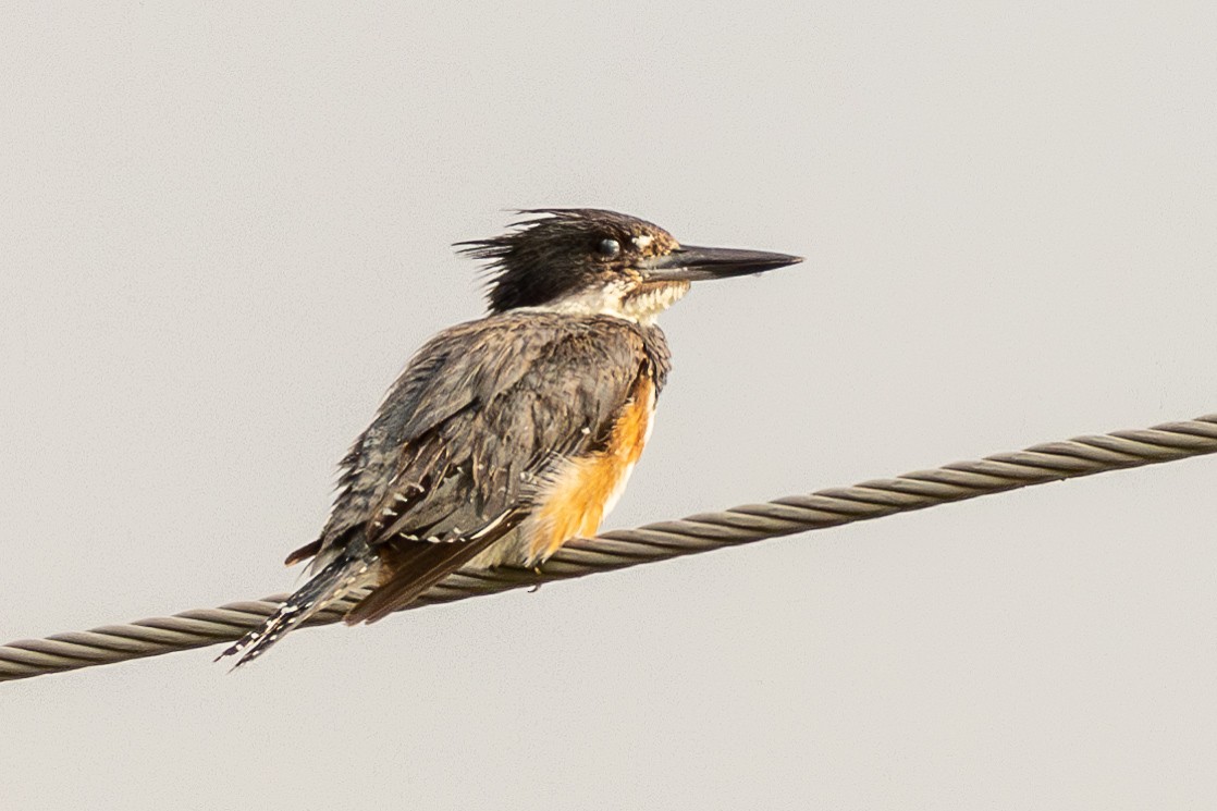 Belted Kingfisher - ML638776632