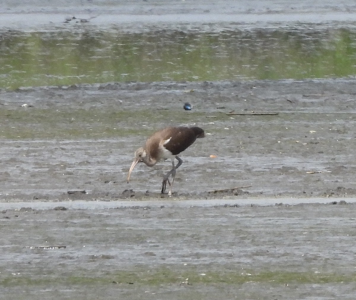 Ibis zuria - ML638776639
