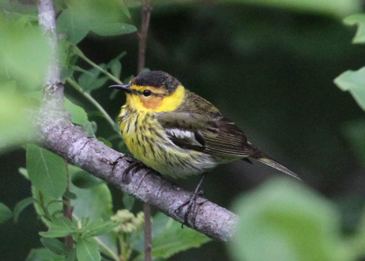 Cape May Warbler - ML638776643