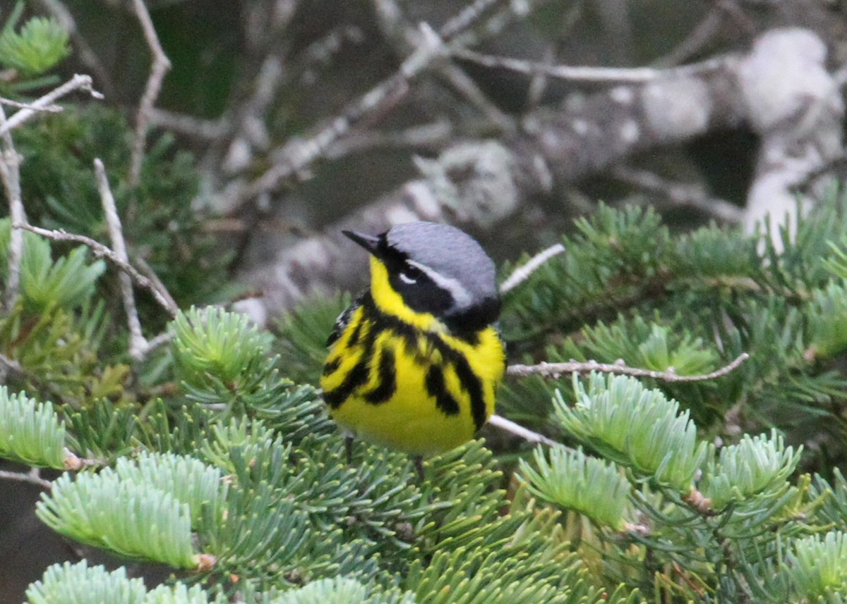 Magnolia Warbler - ML638776652