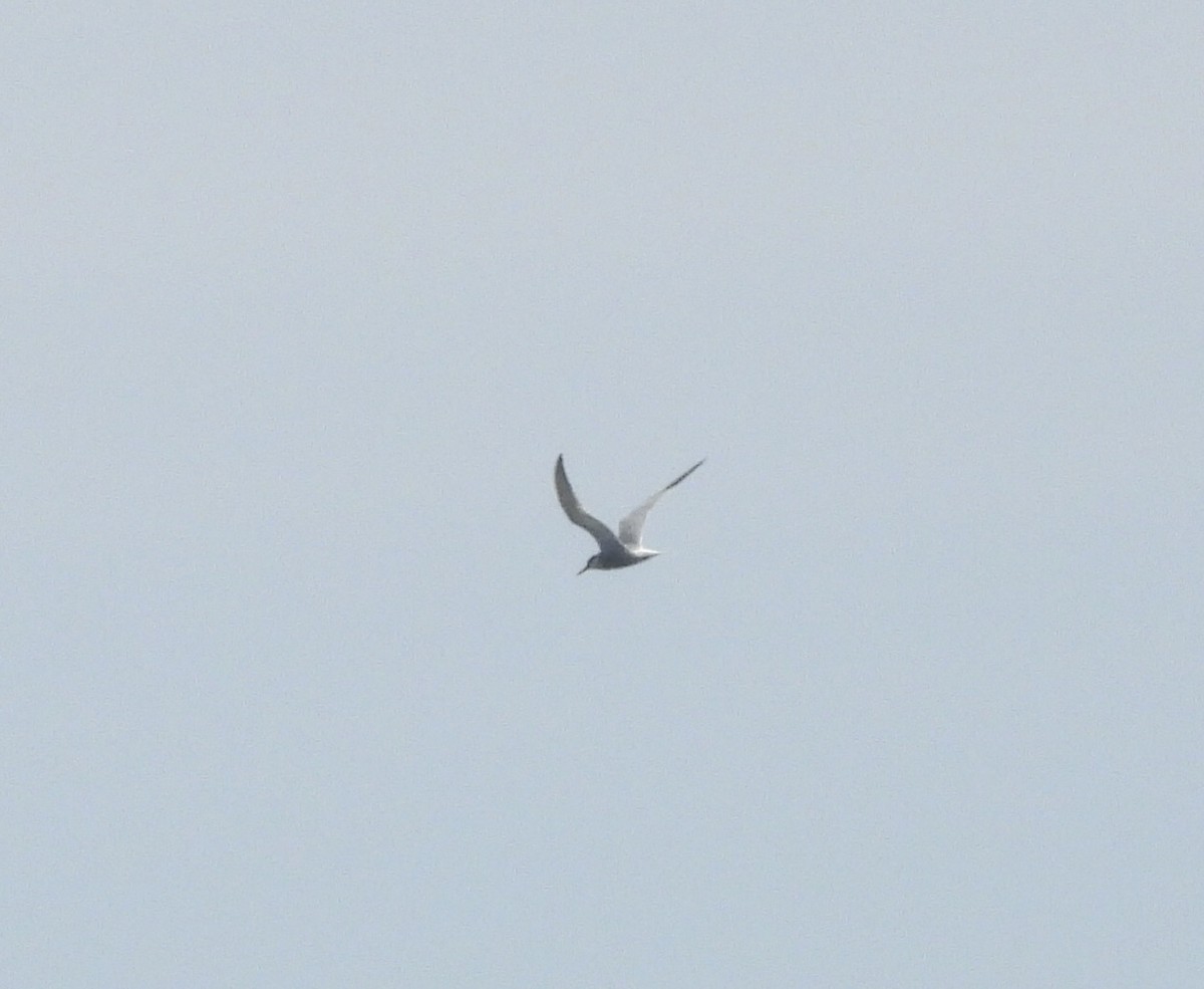 Common Tern - ML638776663