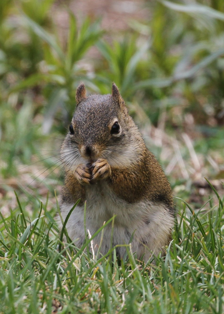 Animals - ML638776664