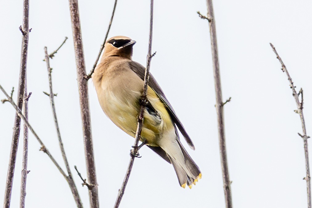 Cedar Waxwing - ML638776665