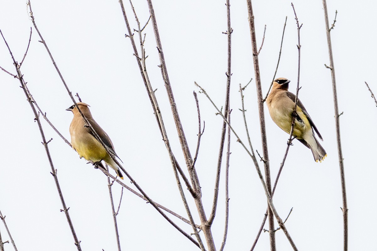 Cedar Waxwing - ML638776666