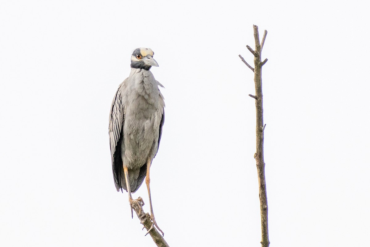 Yellow-crowned Night Heron - ML638776672
