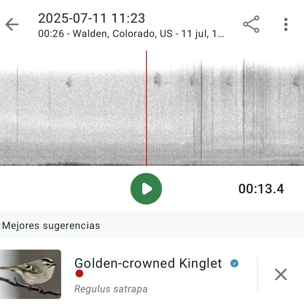 Golden-crowned Kinglet - ML638776678