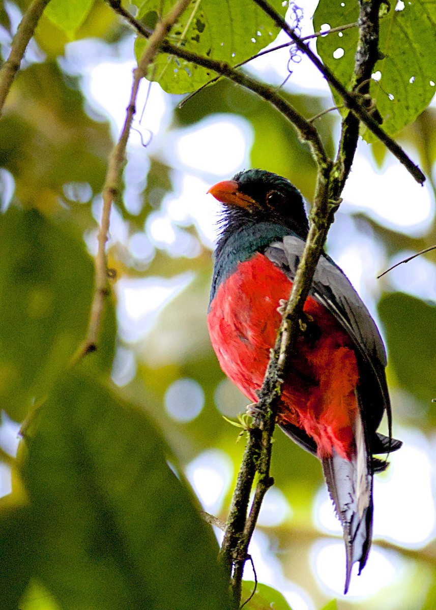 Slaty-tailed Trogon - ML638776679