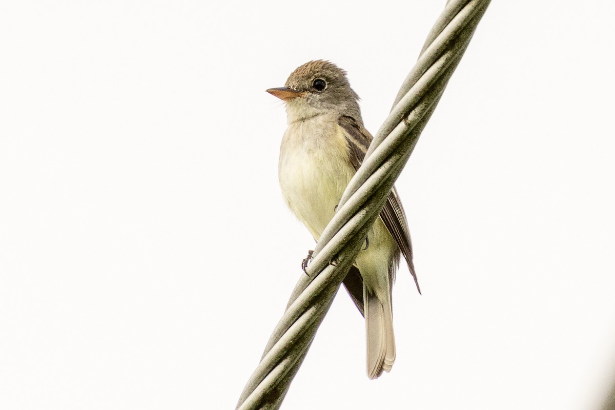 Willow Flycatcher - ML638776684