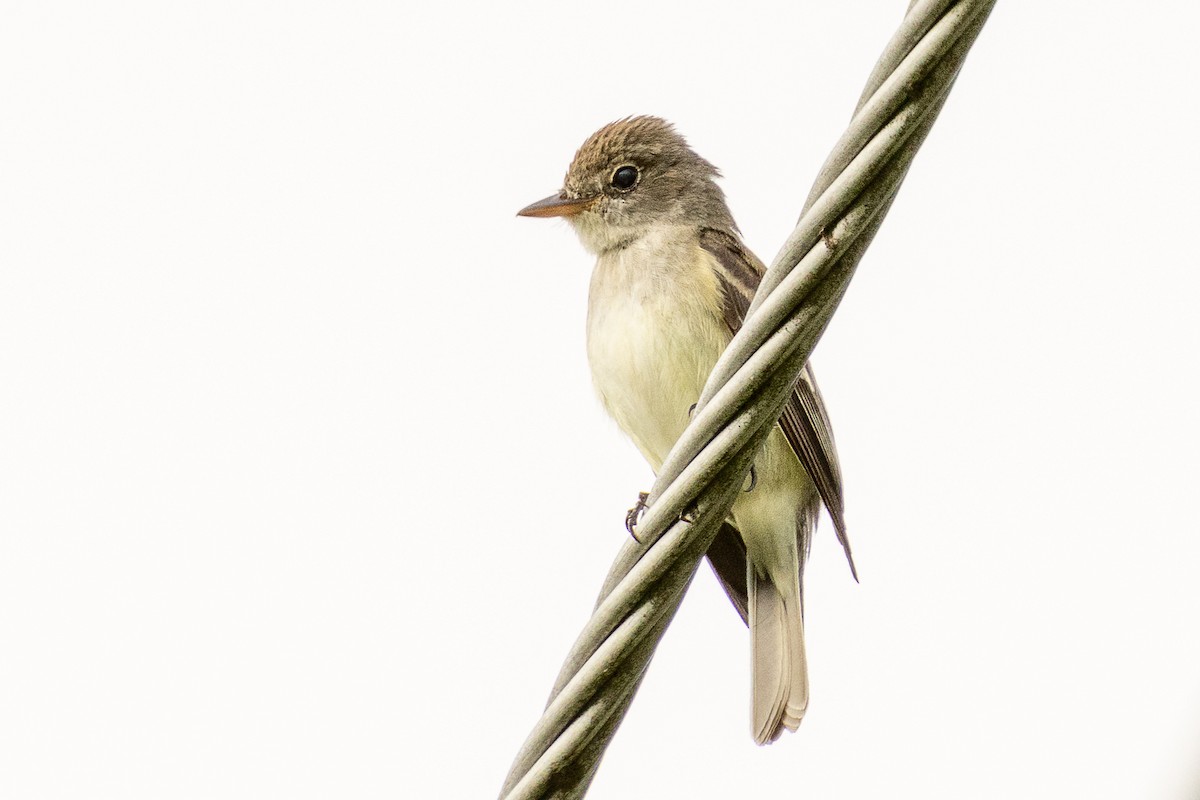 Willow Flycatcher - ML638776685