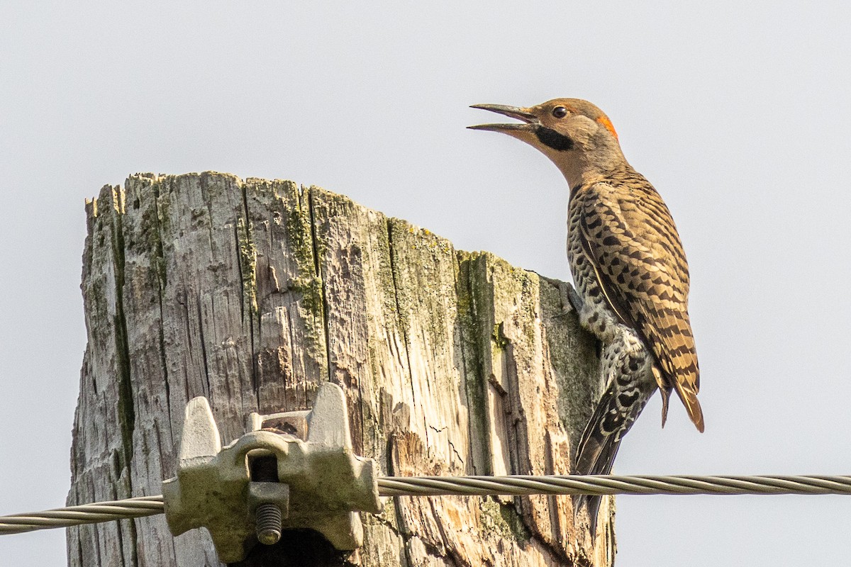 Northern Flicker - ML638776687