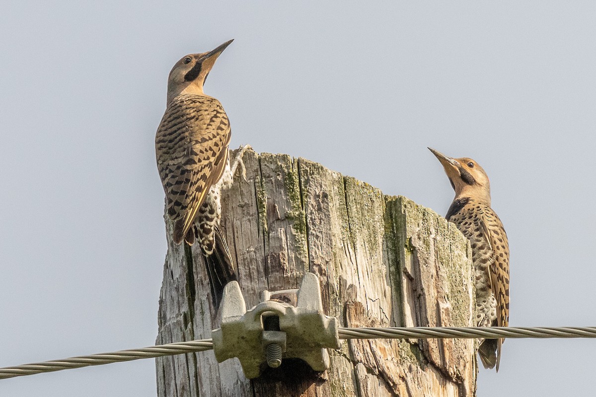 Northern Flicker - ML638776689