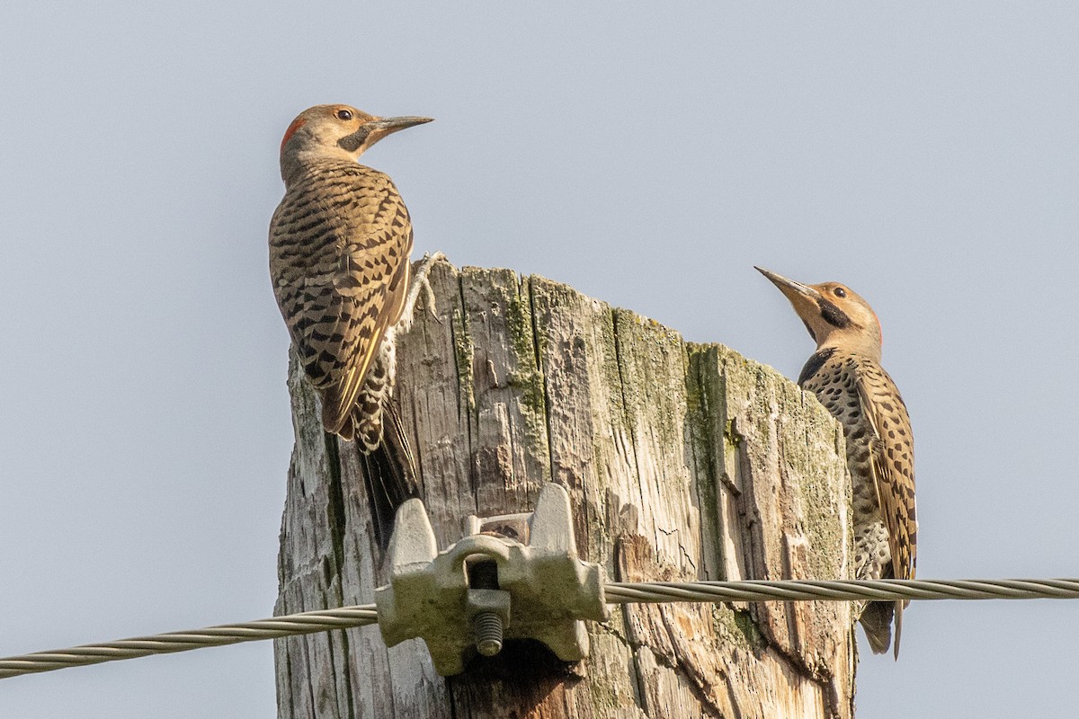 Northern Flicker - ML638776690