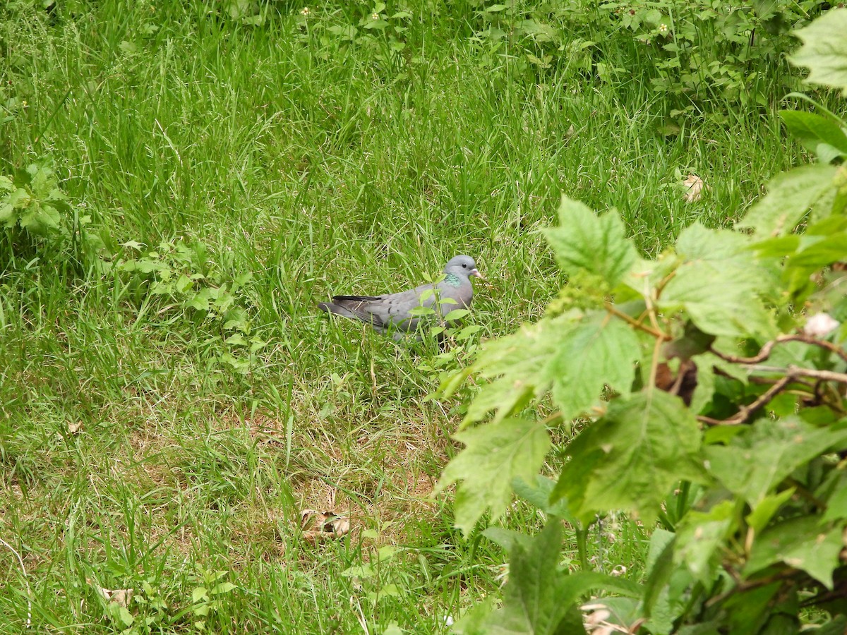 Stock Dove - ML638776691
